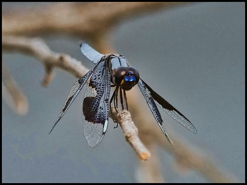 -0024 - dragonflies