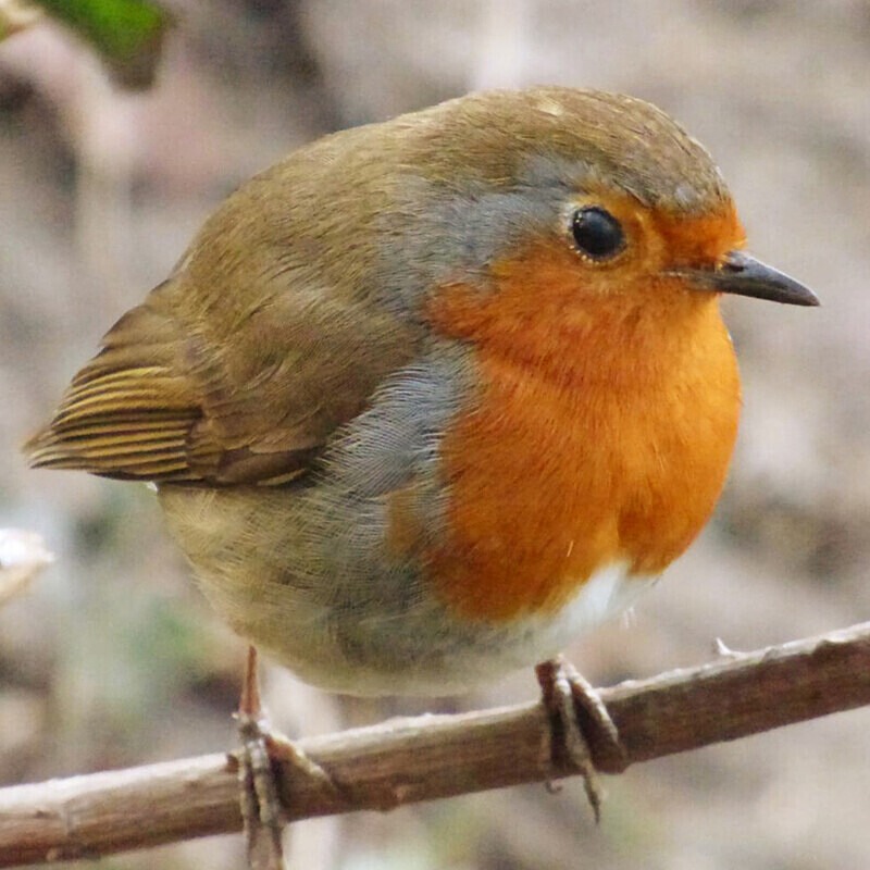 31 robin redbreast