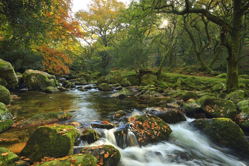 The River Plym - Dartmoor Landscapes Prints