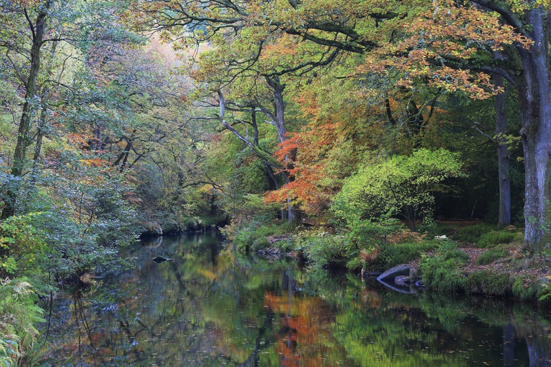 Fingle in the Fall - Dartmoor Landscapes Prints