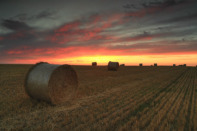 Hay Bales at Dawn - UK Landscape Prints