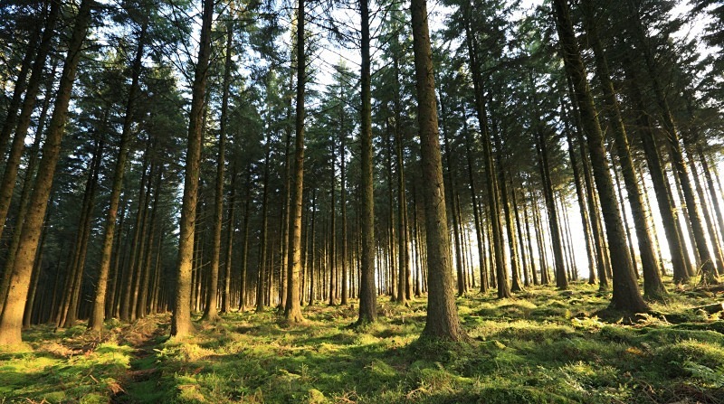 Bellever Wood