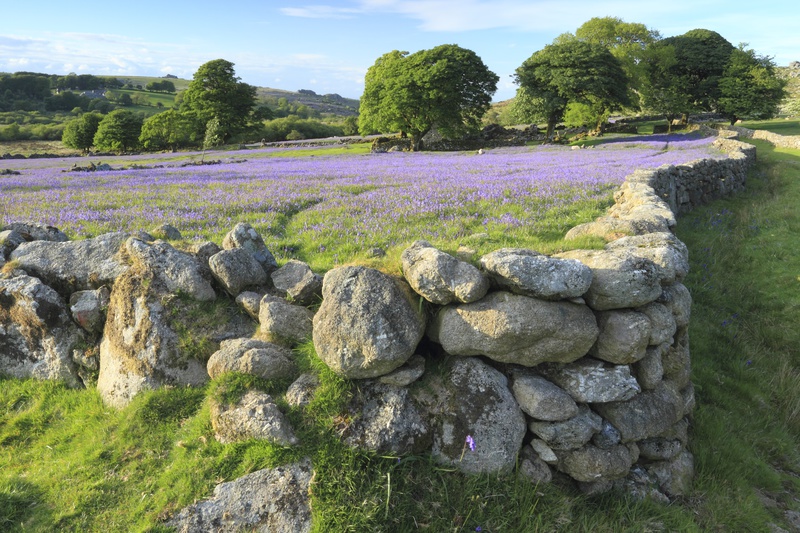 Bluebells