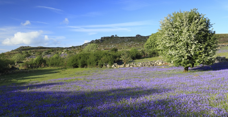 Bluebells