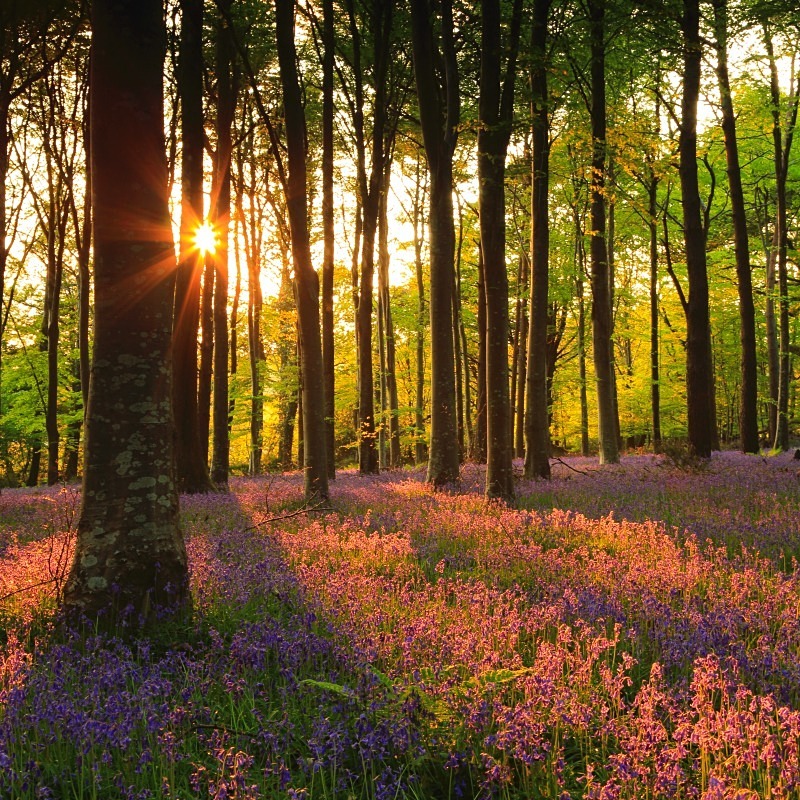 Bluebell Glow