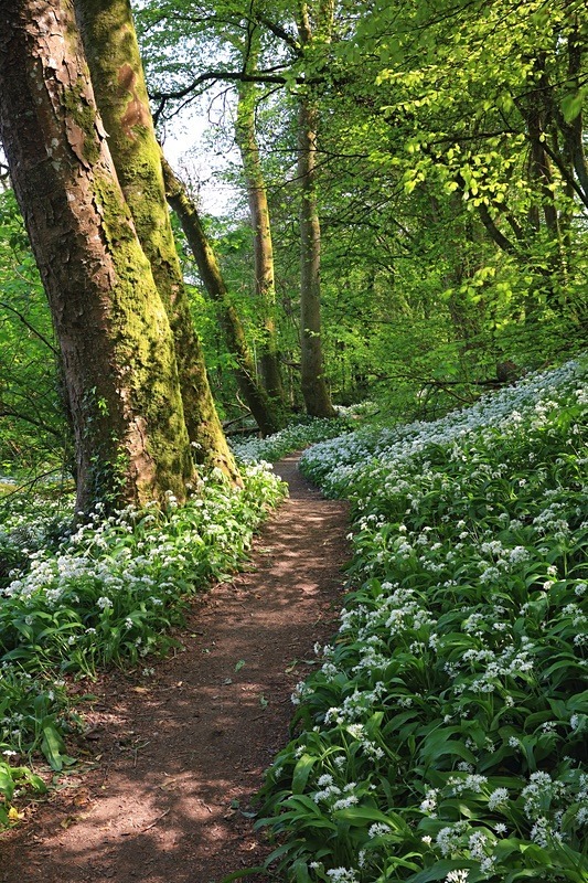 Wild Garlic - UK Landscape Prints