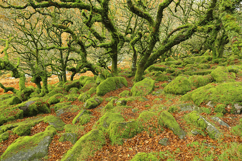Wistman's Wood
