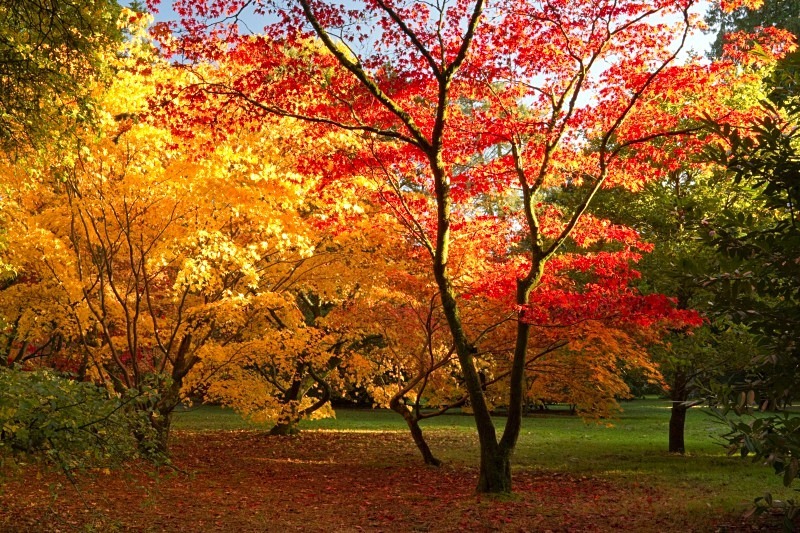 The Fall
