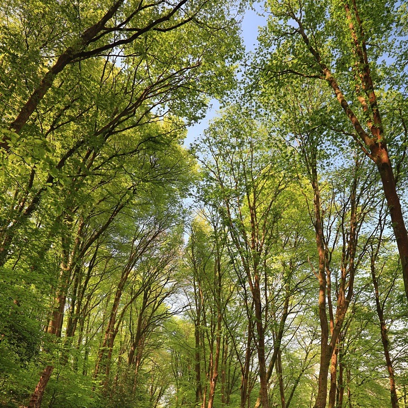 Woodland Walk - UK Landscape Prints