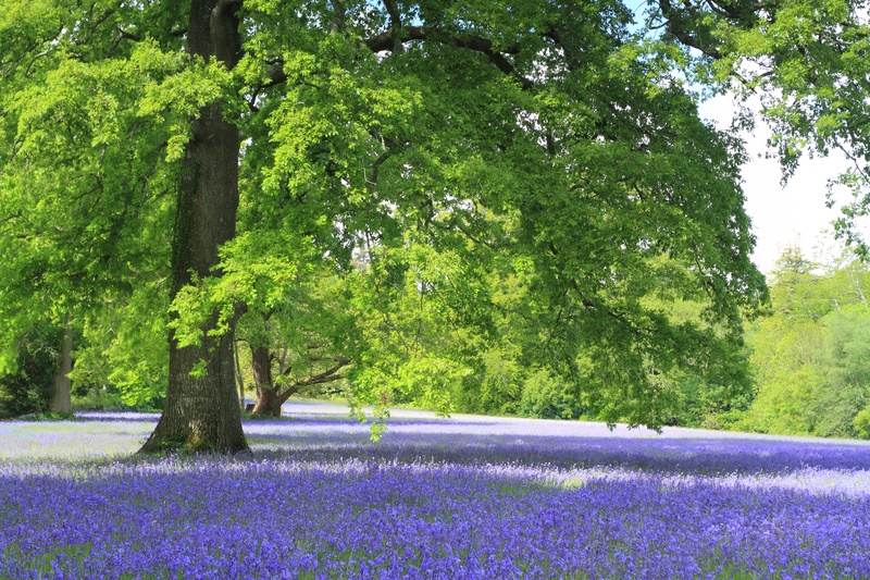 Enys Bluebells
