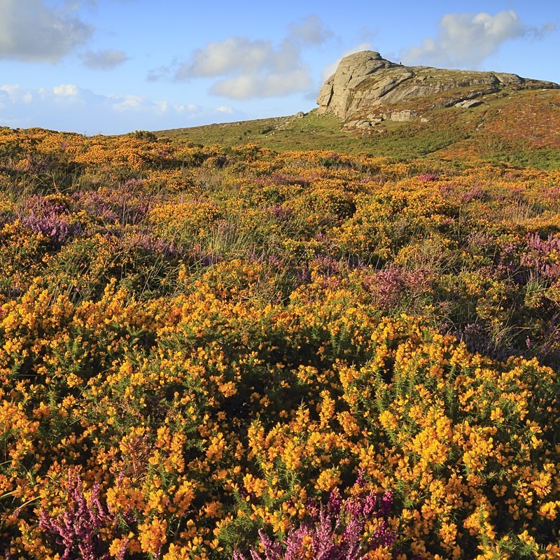 Haytor in Bloom - Dartmoor Landscapes Prints