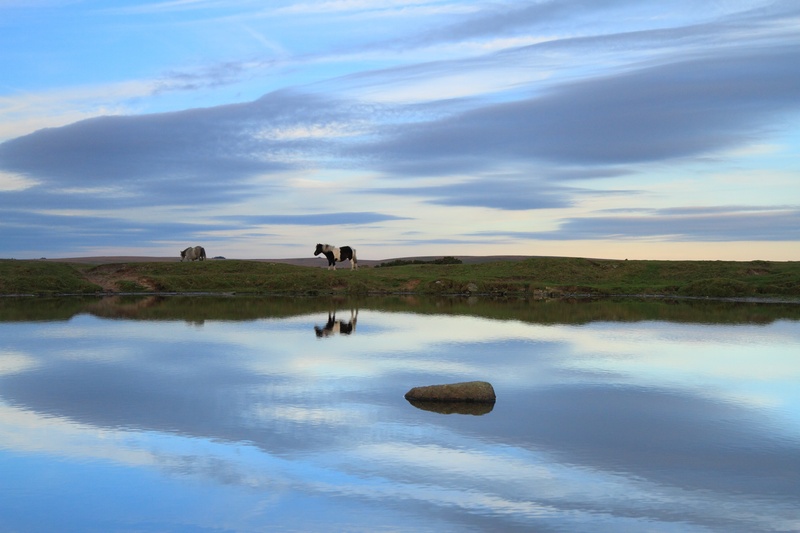 Dartmoor Ponies