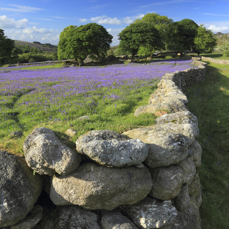 Emsworthy Bluebells