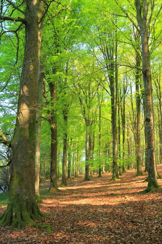 Wood Woodland