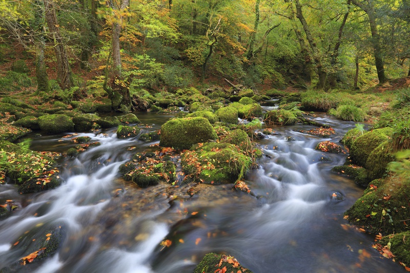 The River Meavy - Dartmoor Landscapes Prints
