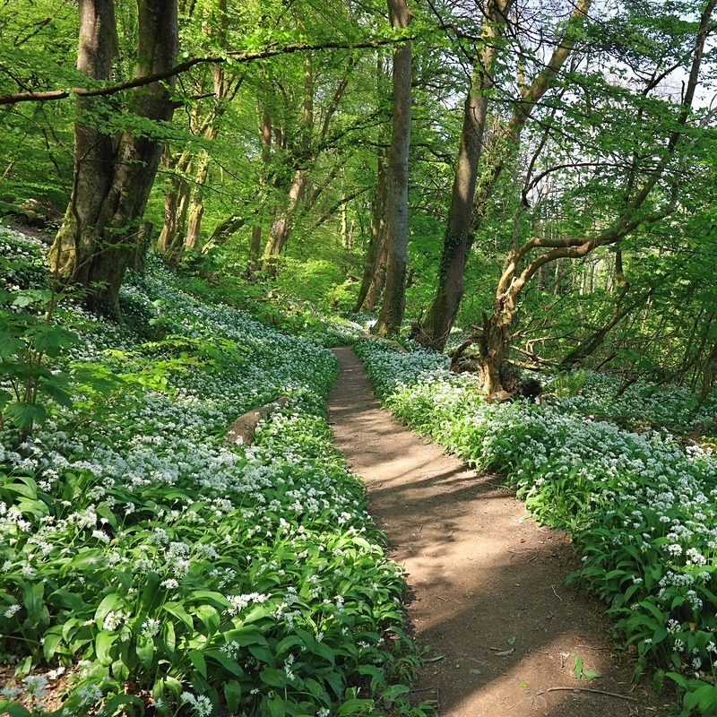 Wild Garlic Trail - UK Landscape Prints