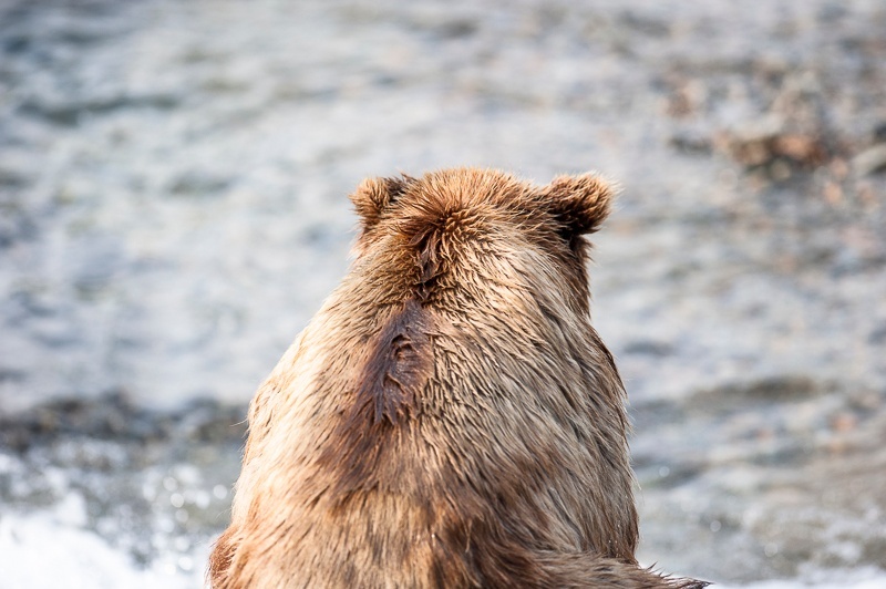 McNeil 2014-3321 - McNeil River 2014