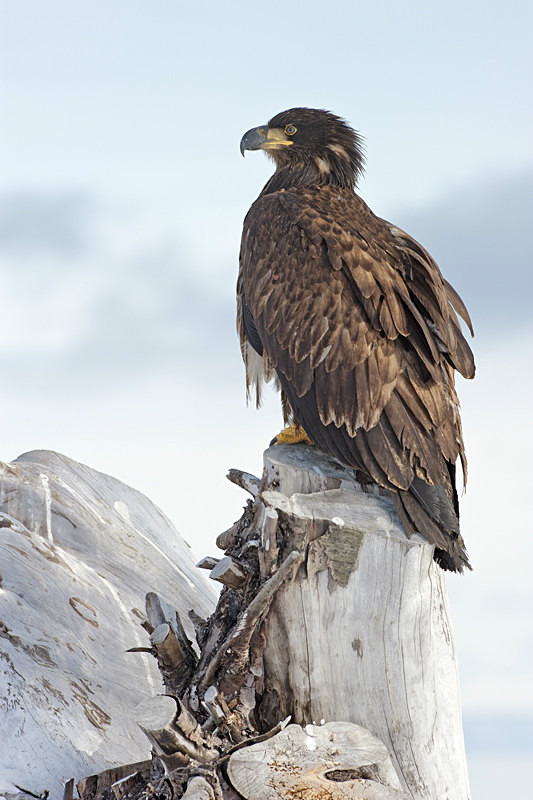 Perched Eagle - Alaskan Birds