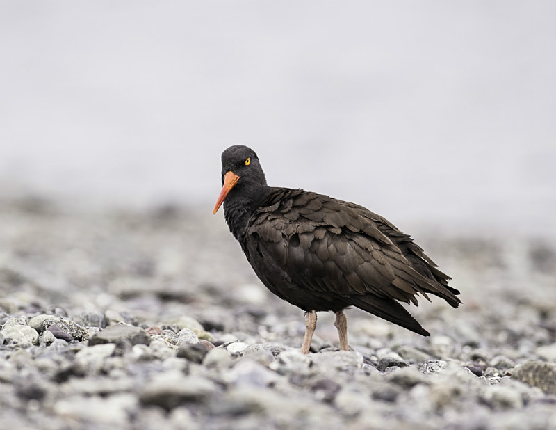 2012-6364 - Alaskan Birds