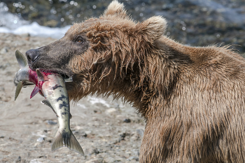 McNeil River Bears-8 - Animals
