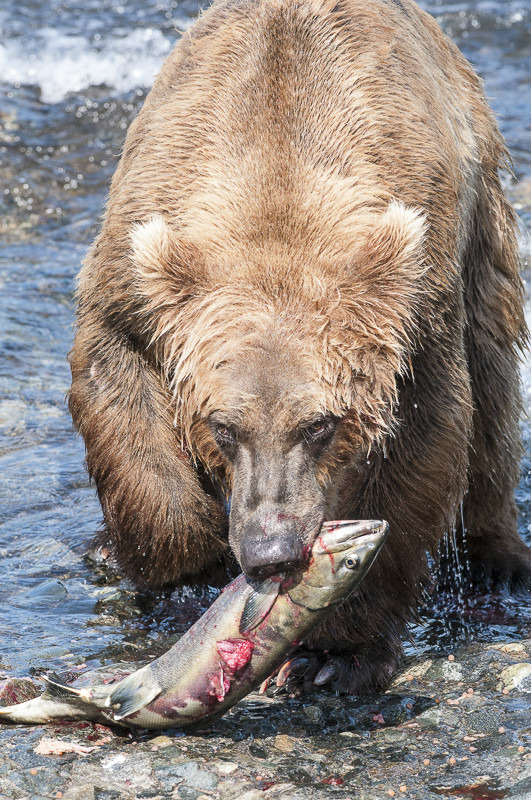 McNeil River Bears-11 - Animals