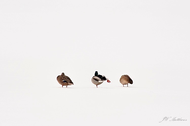 Snow Mallards 75-0238 - Alaskan Birds