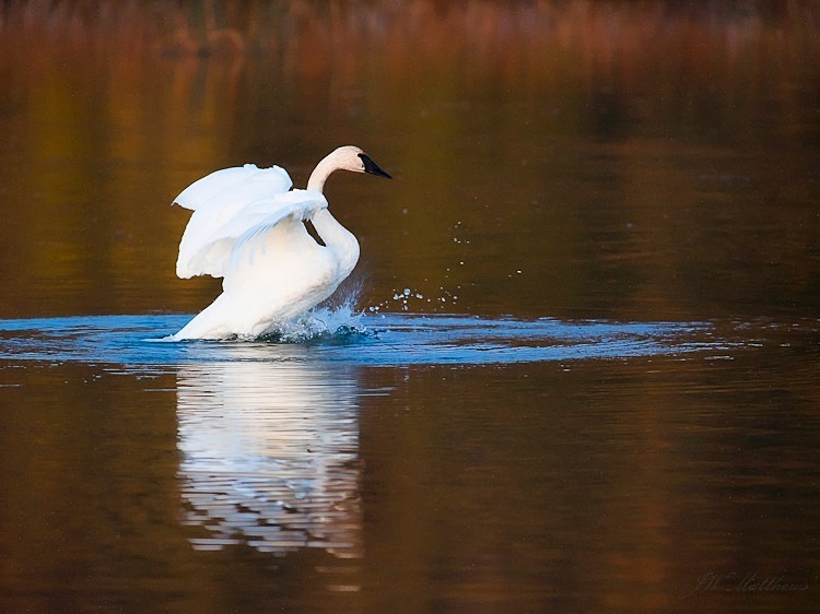 Swan Landing 180-3411 - Alaskan Birds