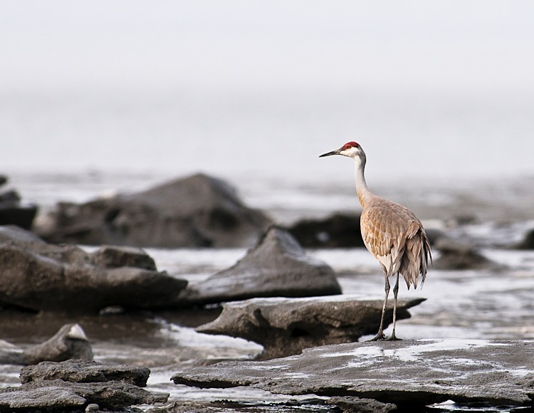 Sandhill and the Ice 153-3974 - Alaskan Birds