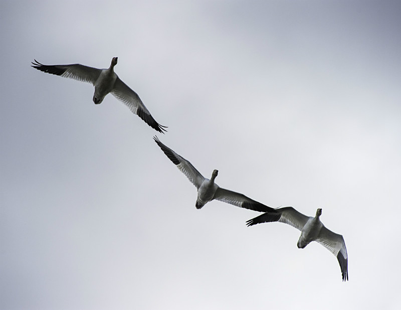 2012-5163 - Alaskan Birds