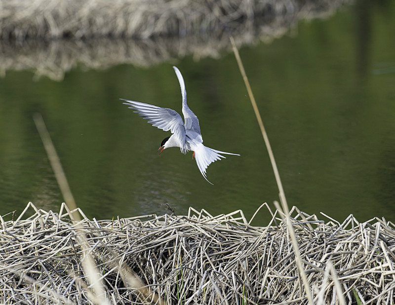 2012-5975 - Alaskan Birds