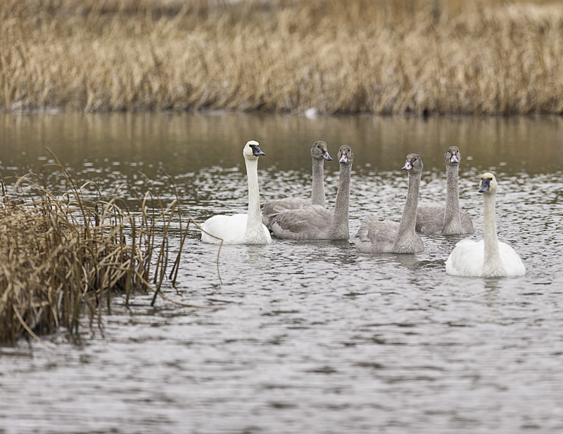 2012-8601 - Alaskan Birds