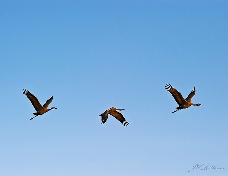 Sandhills Flight of Three 172-2040 - Alaskan Birds