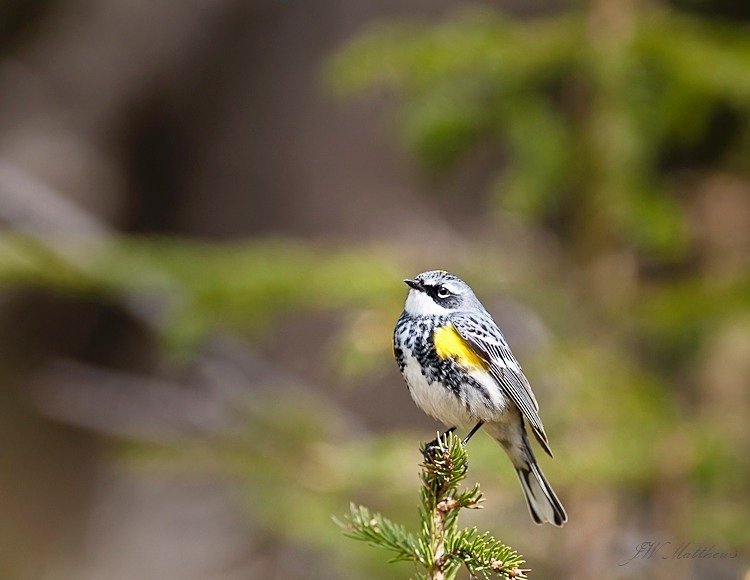 Yellow Rumped Warbler 158-4953 - Alaskan Birds