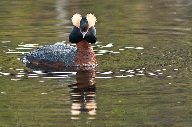Horned Grebe 93-4320 - Alaskan Birds