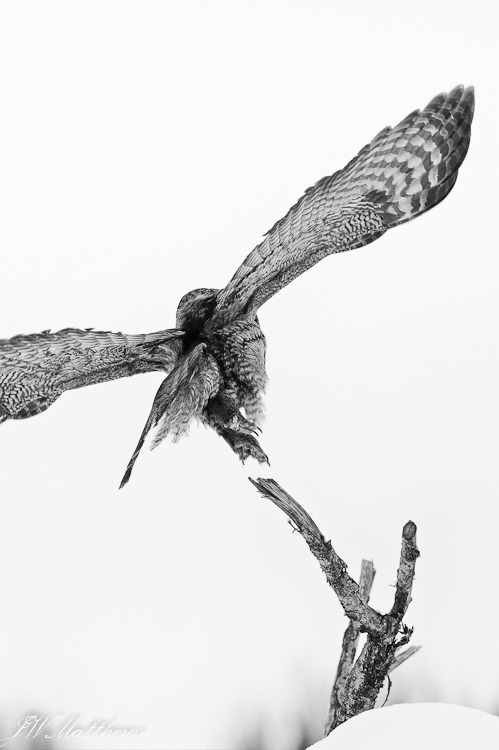 The Landing 190-4820 - Alaskan Birds
