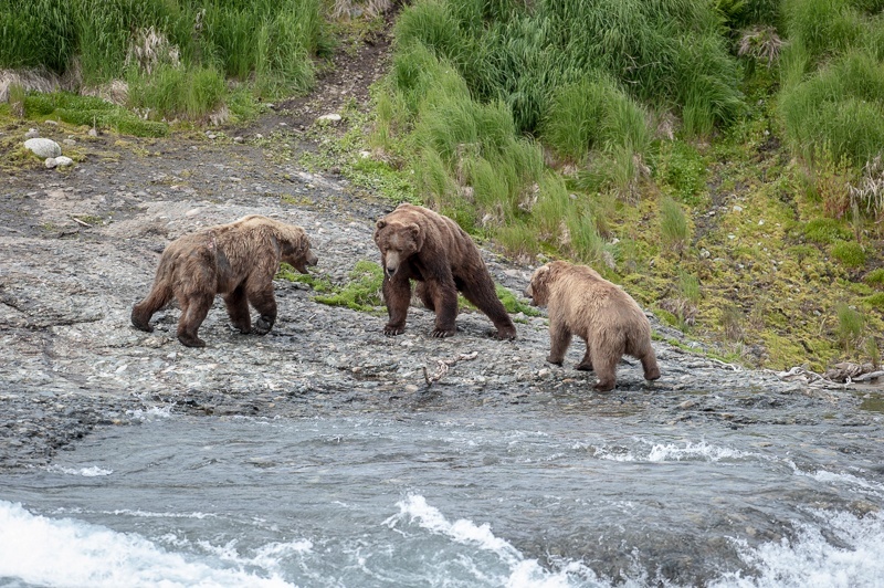 McNeil 2014-3553 - McNeil River 2014