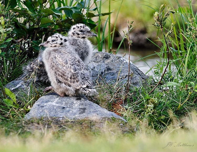Gull Chicks 105-5061 - Alaskan Birds