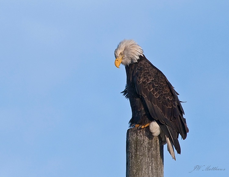 Eagle on Pile 57-0016 - Alaskan Birds