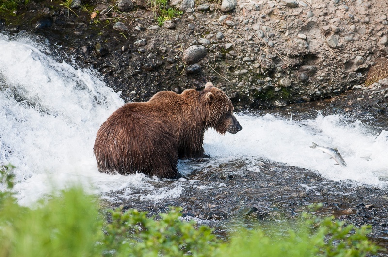 McNeil 2014-0988 - McNeil River 2014