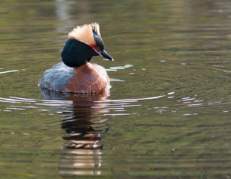 Horned Grebe 93-4314 - Alaskan Birds
