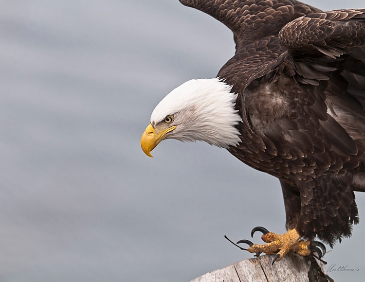 Launching Eagle 148-2790 - Alaskan Birds