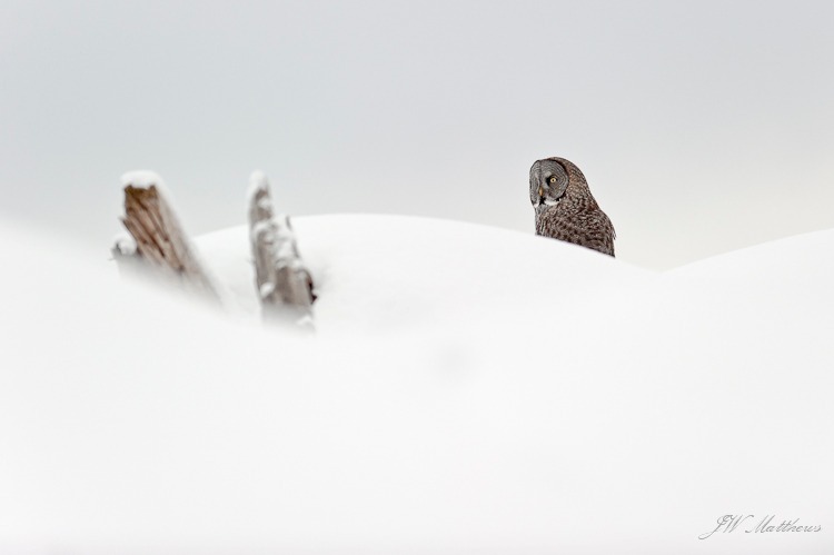 Great Gray 188-4533 - Alaskan Birds