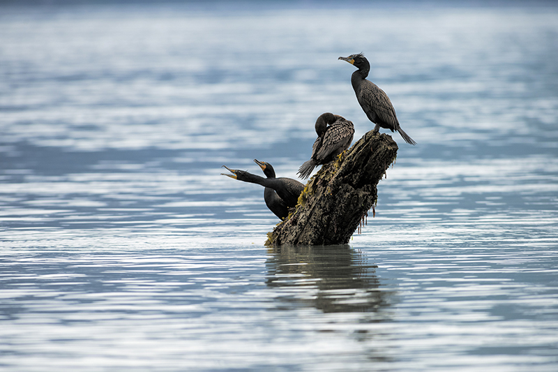 Cormorant King - Alaskan Birds