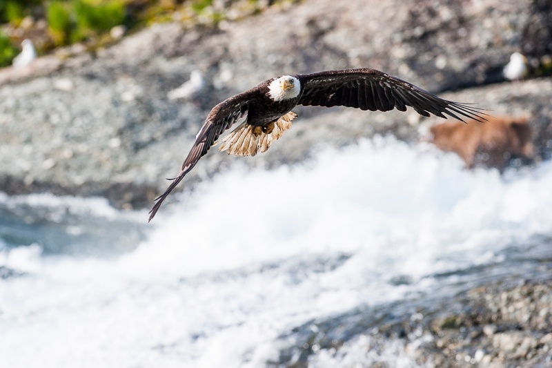McNeil 2014-3305 - McNeil River 2014
