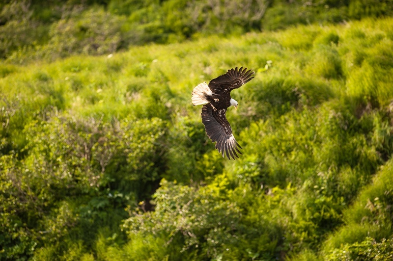 McNeil 2014-3309 - McNeil River 2014