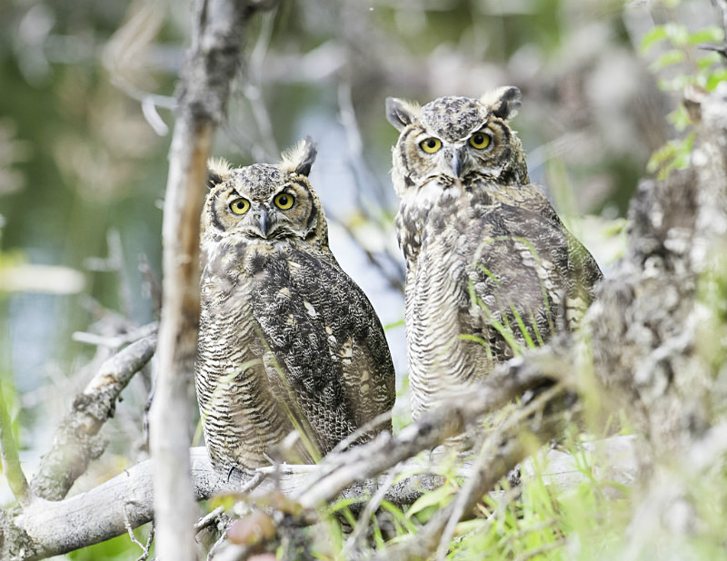2012-7954 - Alaskan Birds