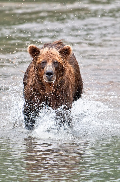 Chunitna Bear 113-6578 - Animals