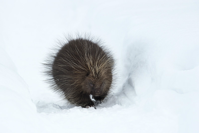 Porcupine Attitude - Animals