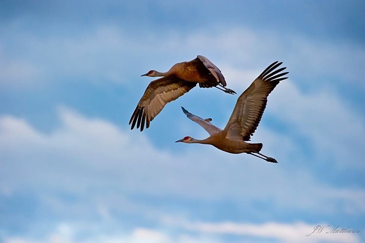 Flight of the Sandhills 173-2549 - Alaskan Birds