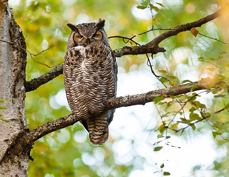 Great Horned Owl 127-8748 - Alaskan Birds